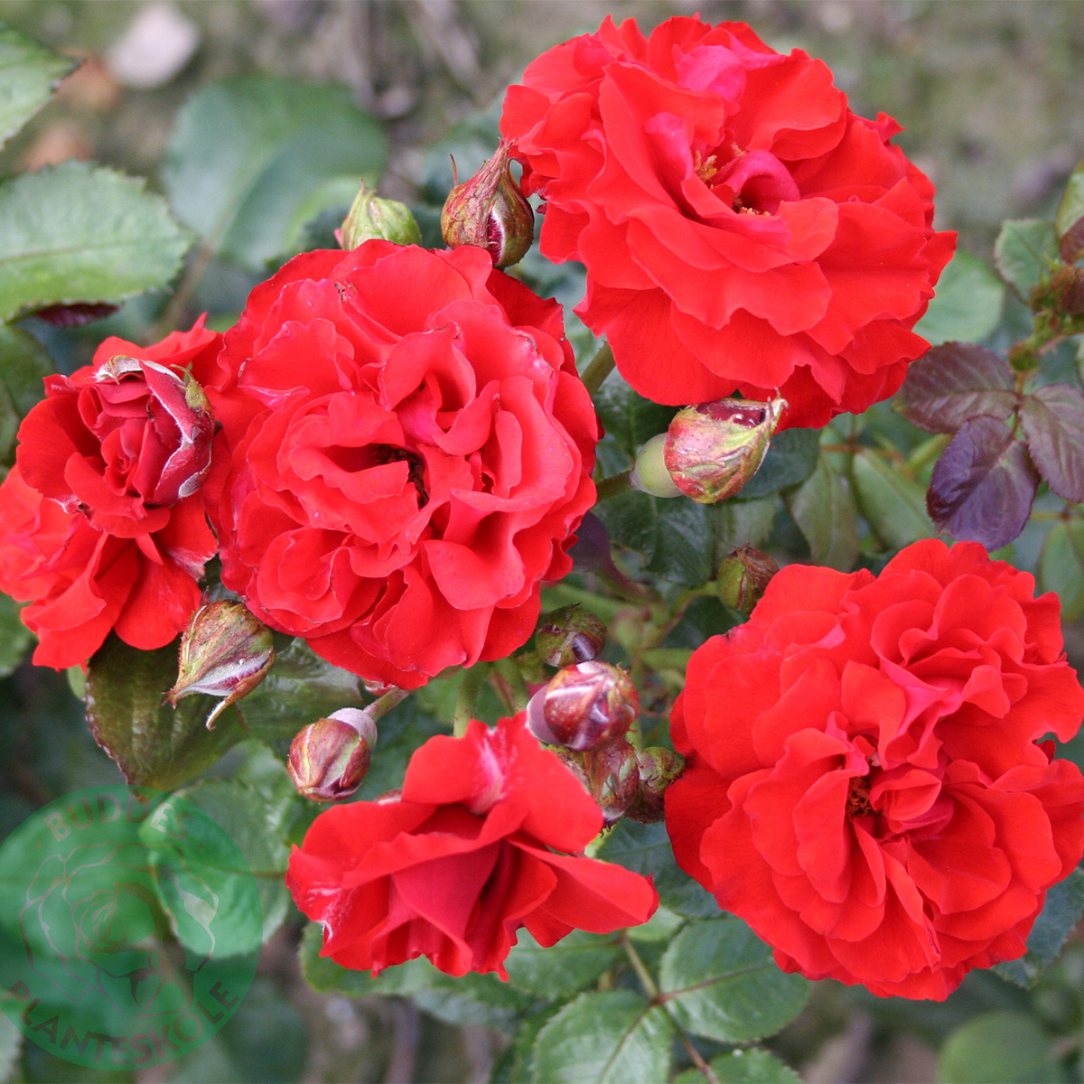 Flerblommig Rabattros Omnia Garden Molde