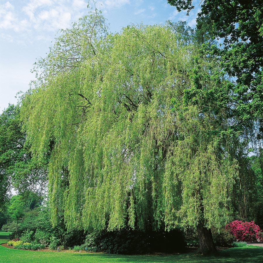 Prydnadsträd Pil Omnia Garden Kaskadpil 150-200 cm, Grönt Lövverk, Snabbväxande & Fuktigt Läge