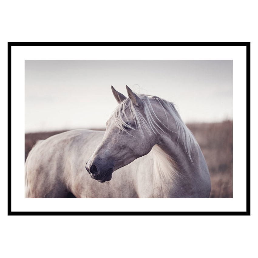 Poster Gallerix White Horse