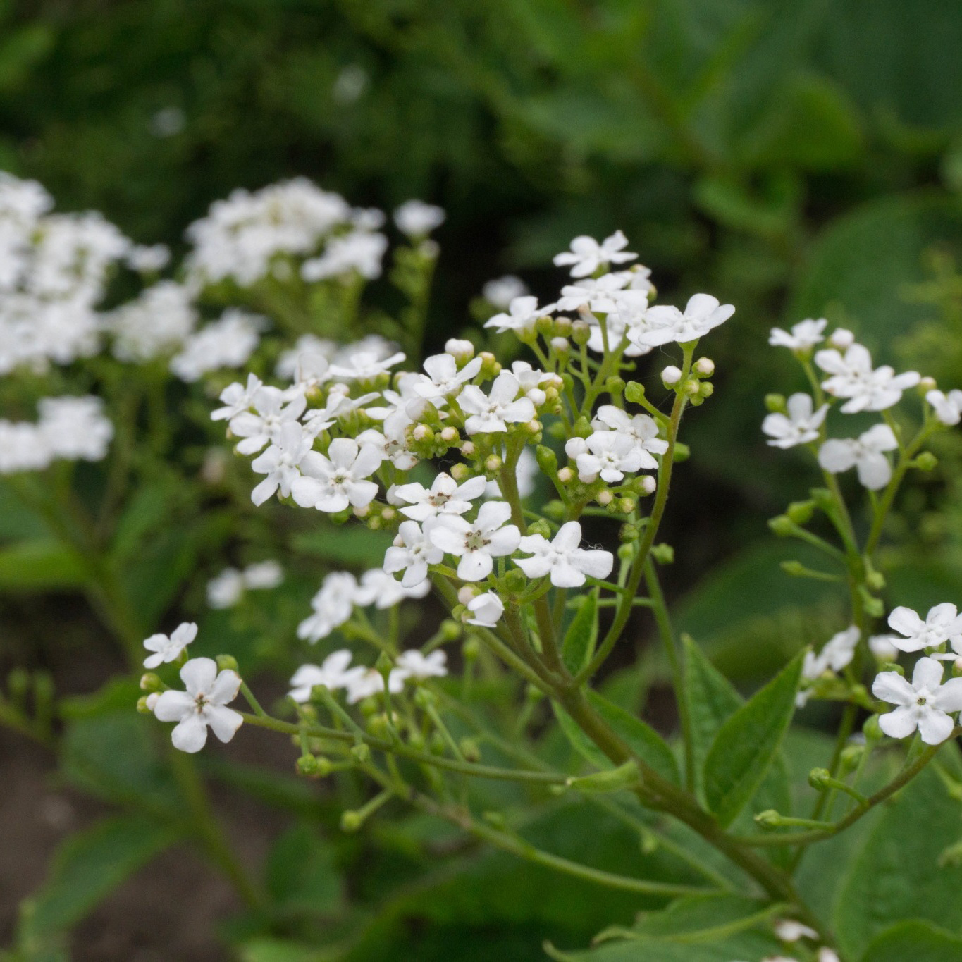 Perenn Omnia Garden Kaukasisk Förgätmigej Betty Bowring