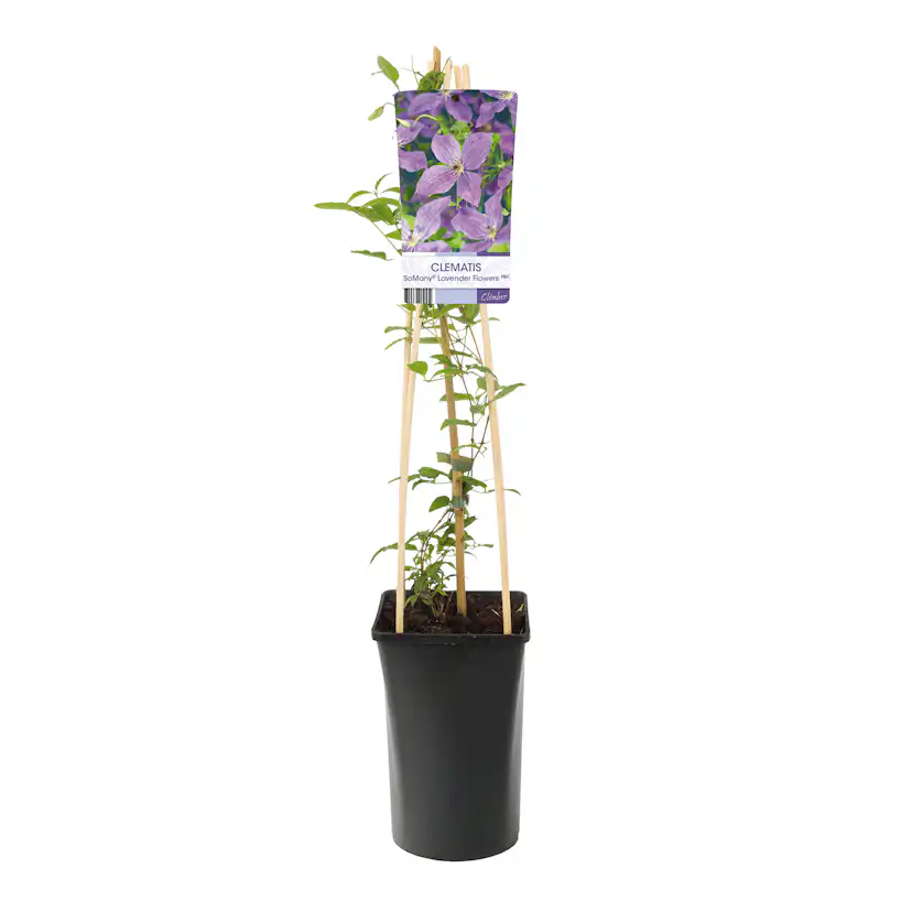 Klätterväxt Klematis Omnia Garden SoMany Lavender Flowers 40-60 cm