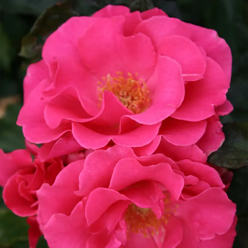 Flerblommig Rabattros Omnia Garden Romanze