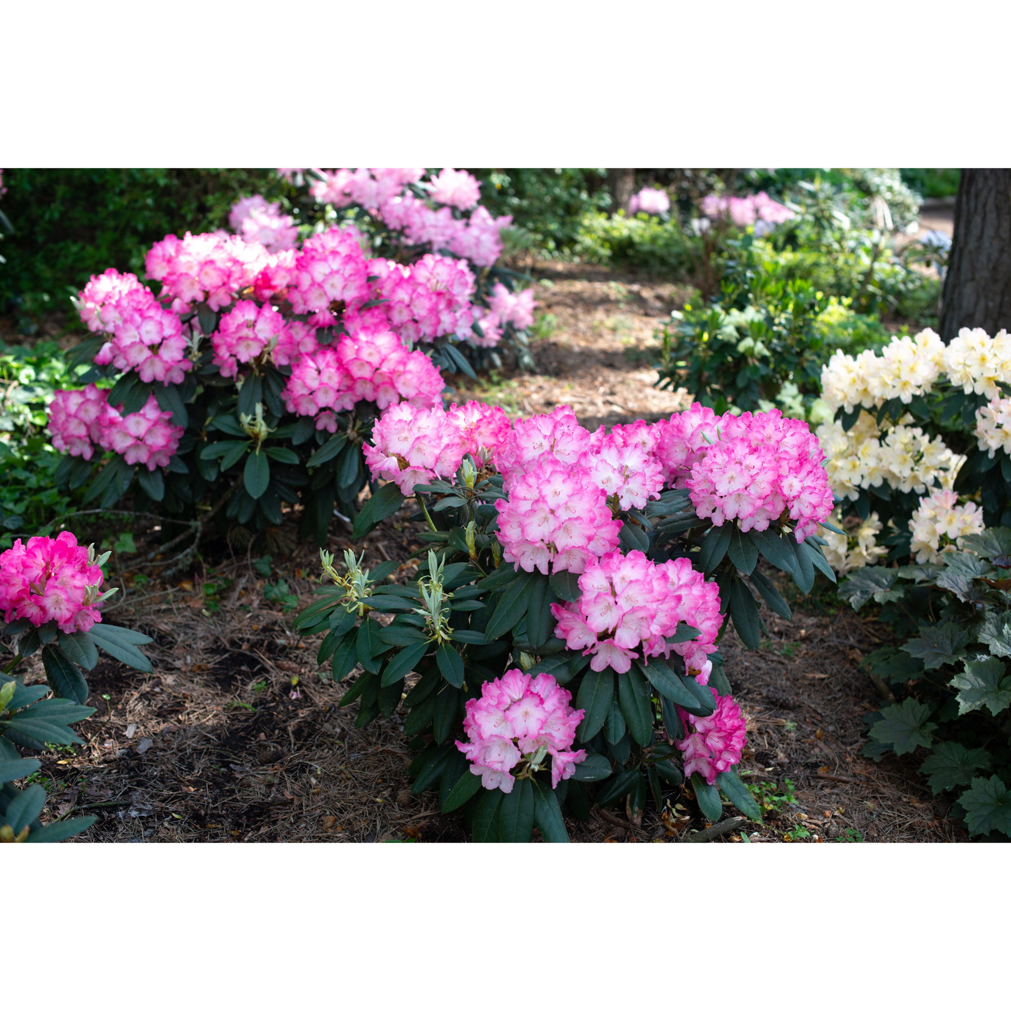 Rhododendron Omnia Garden Fantastica 25-30 cm