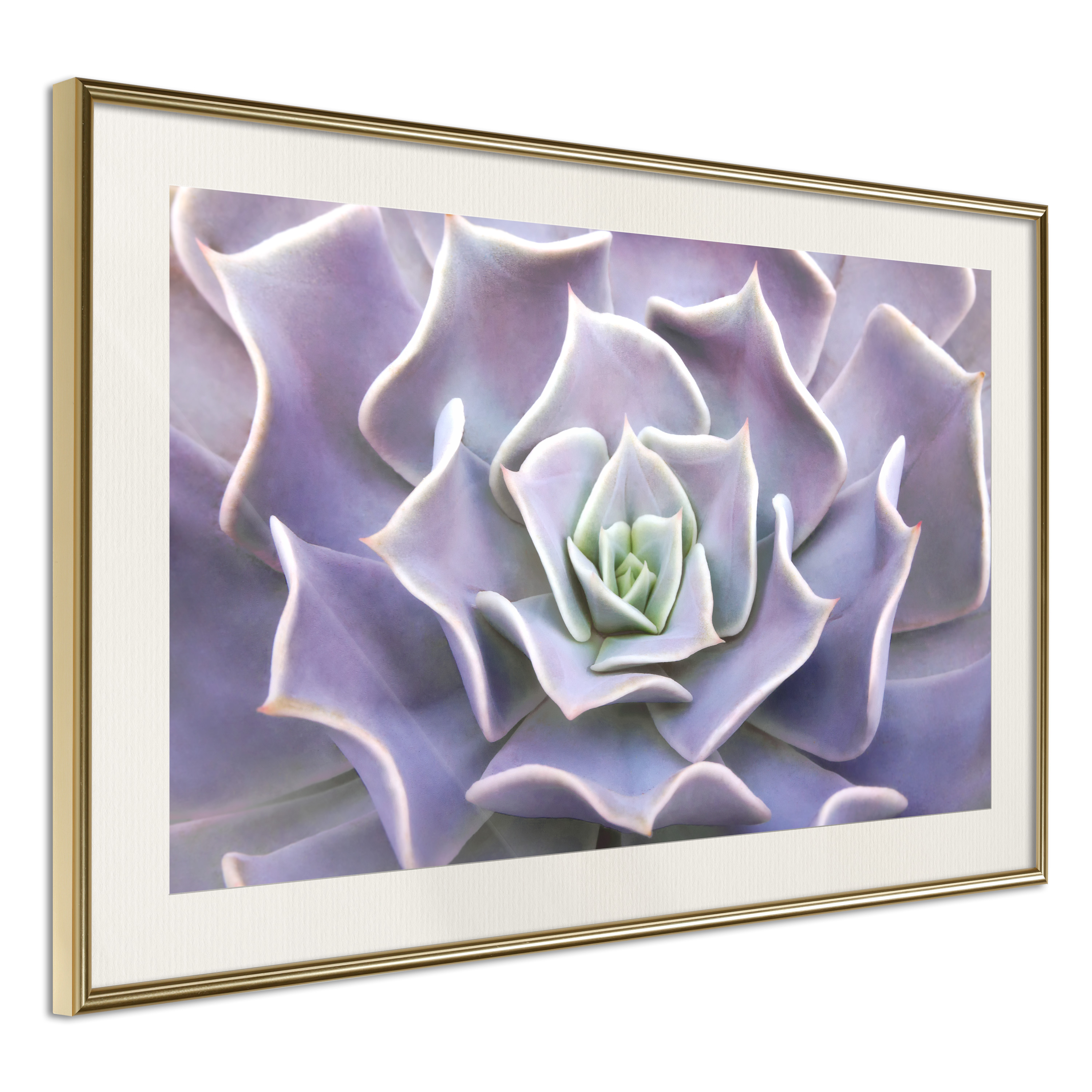Affisch - Purple Succulent [Poster] 60x40 Guld ram med passepartout, 60x40 cm