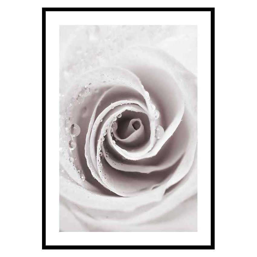 Poster Gallerix Bright Pink Rose No1
