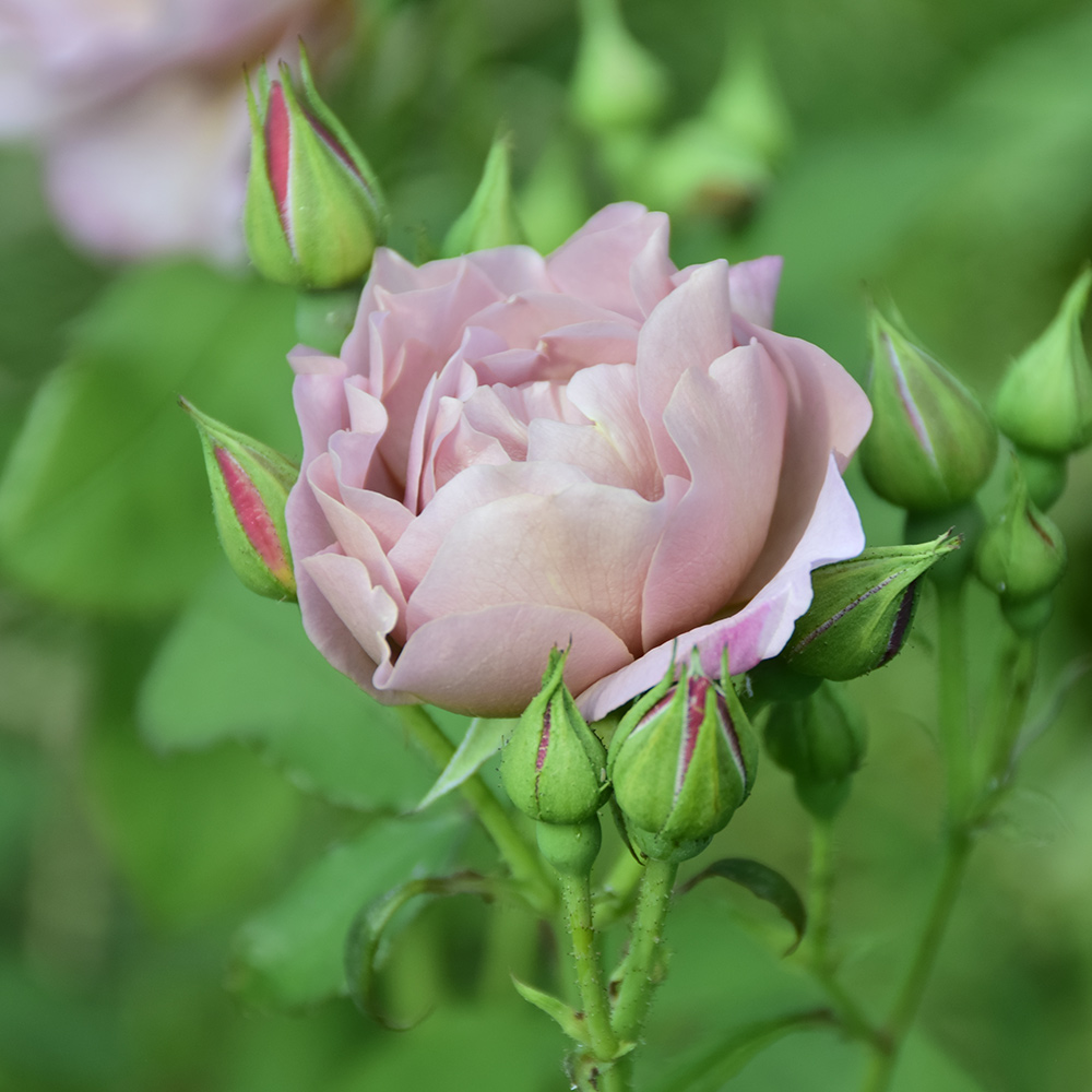 Rosor Omnia Garden Koko Loko