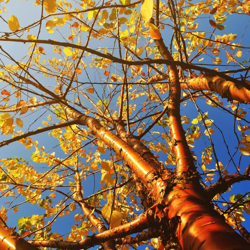 Högstamsträd Omnia Garden Näverhägg Amber Beauty