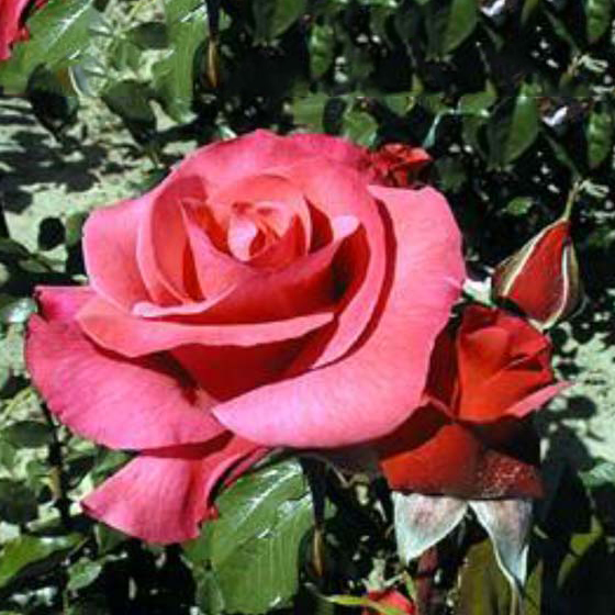 Storblommig Klätterros Omnia Garden Rosenresli