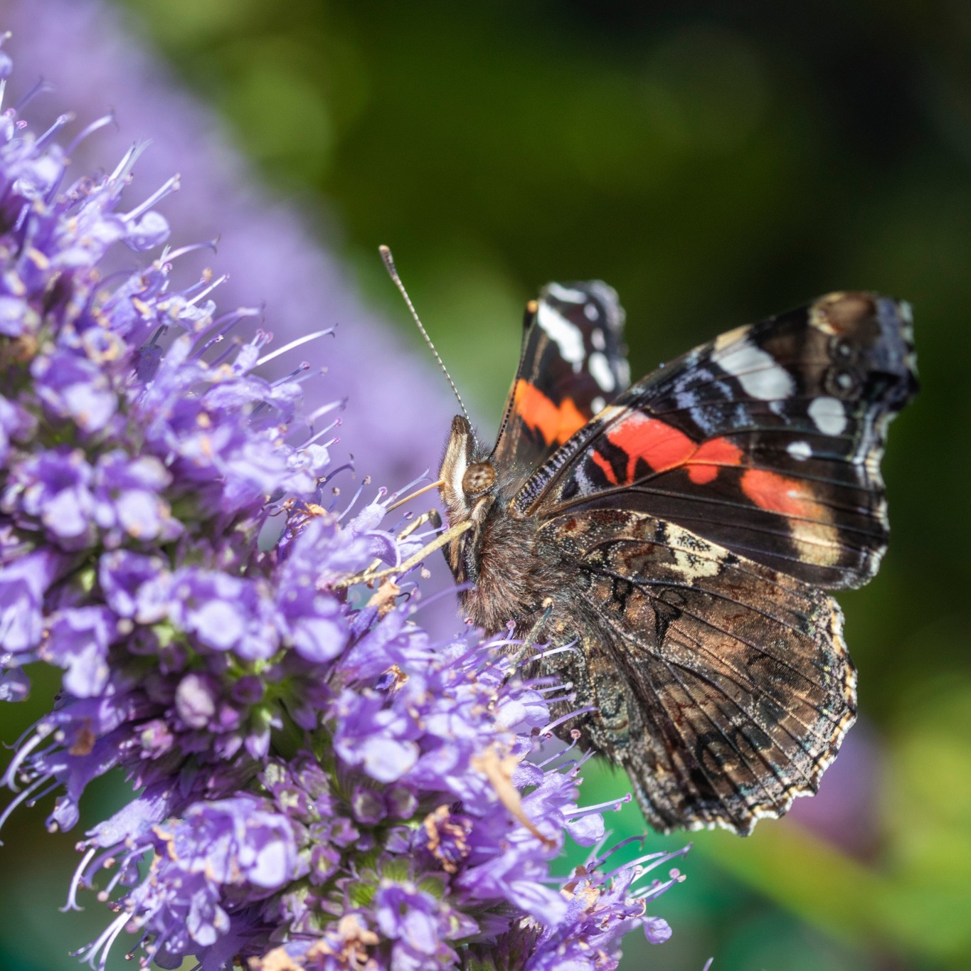 Perenn Omnia Garden Anisisop Black Adder