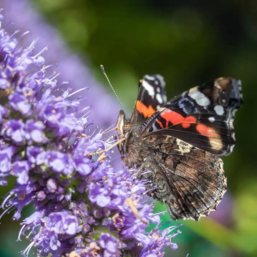 Perenn Omnia Garden Anisisop Black Adder