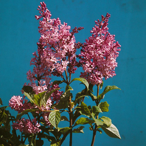 Häck Omnia Garden Bukettapel