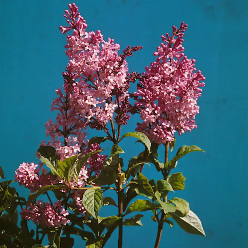 Häck Omnia Garden Bukettapel