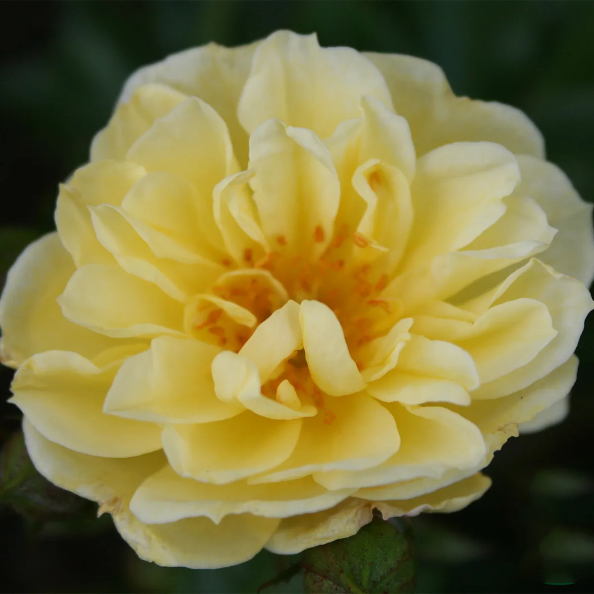 Buskros Omnia Garden Marktäckande Golden Cover