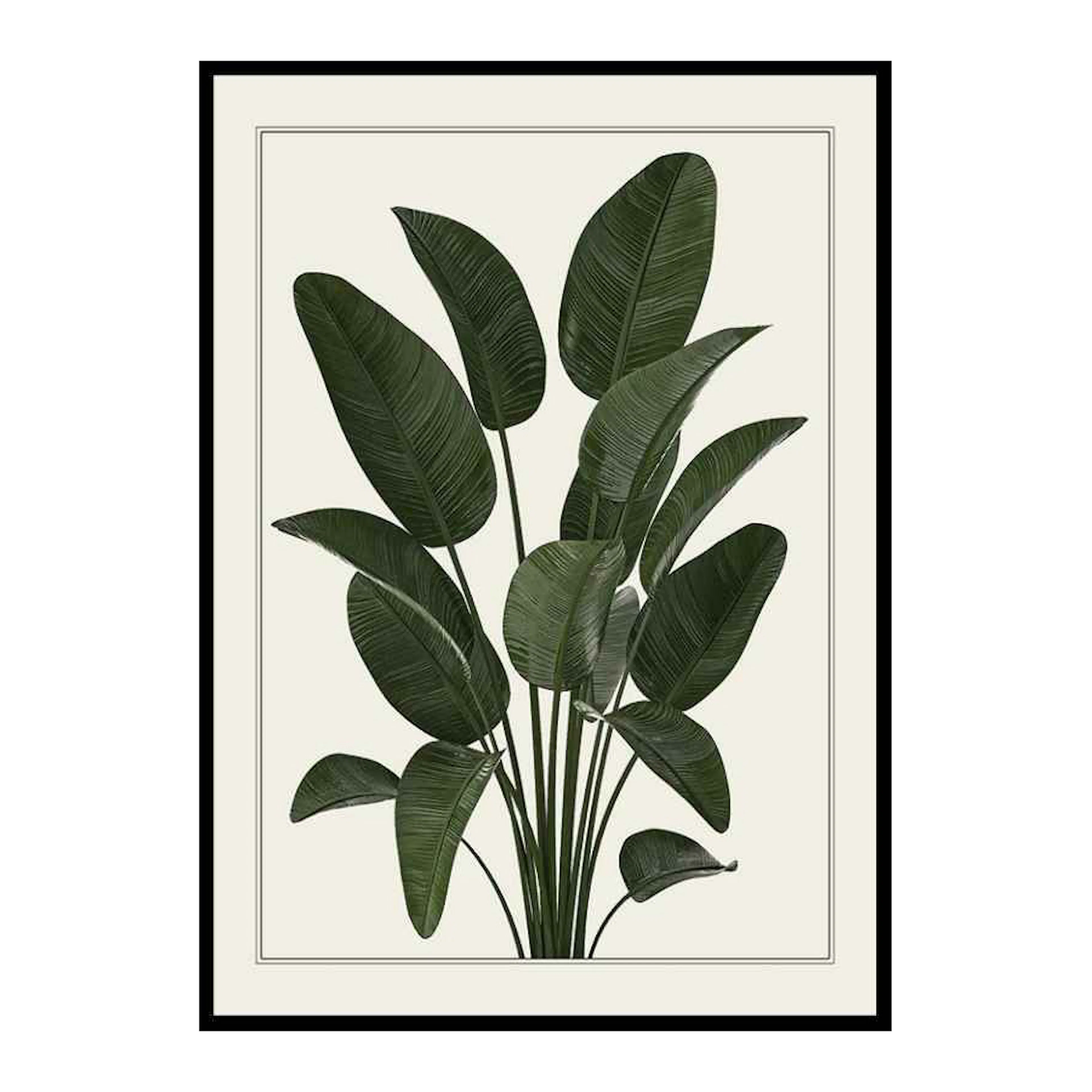 Strelitzia 50x70 cm