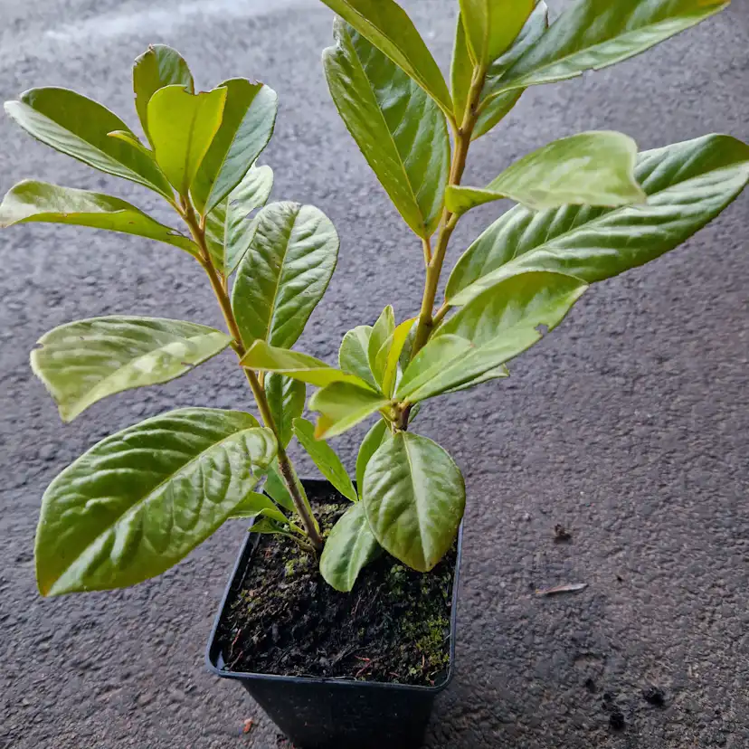 Häck Omnia Garden Lagerhägg Novita