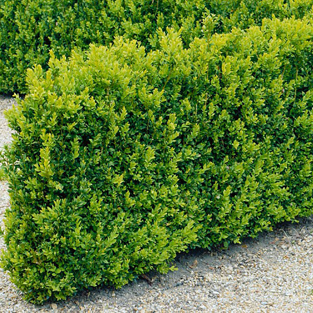Buske Omnia Garden Buxbom Buxus Sempervirens 15-20 cm