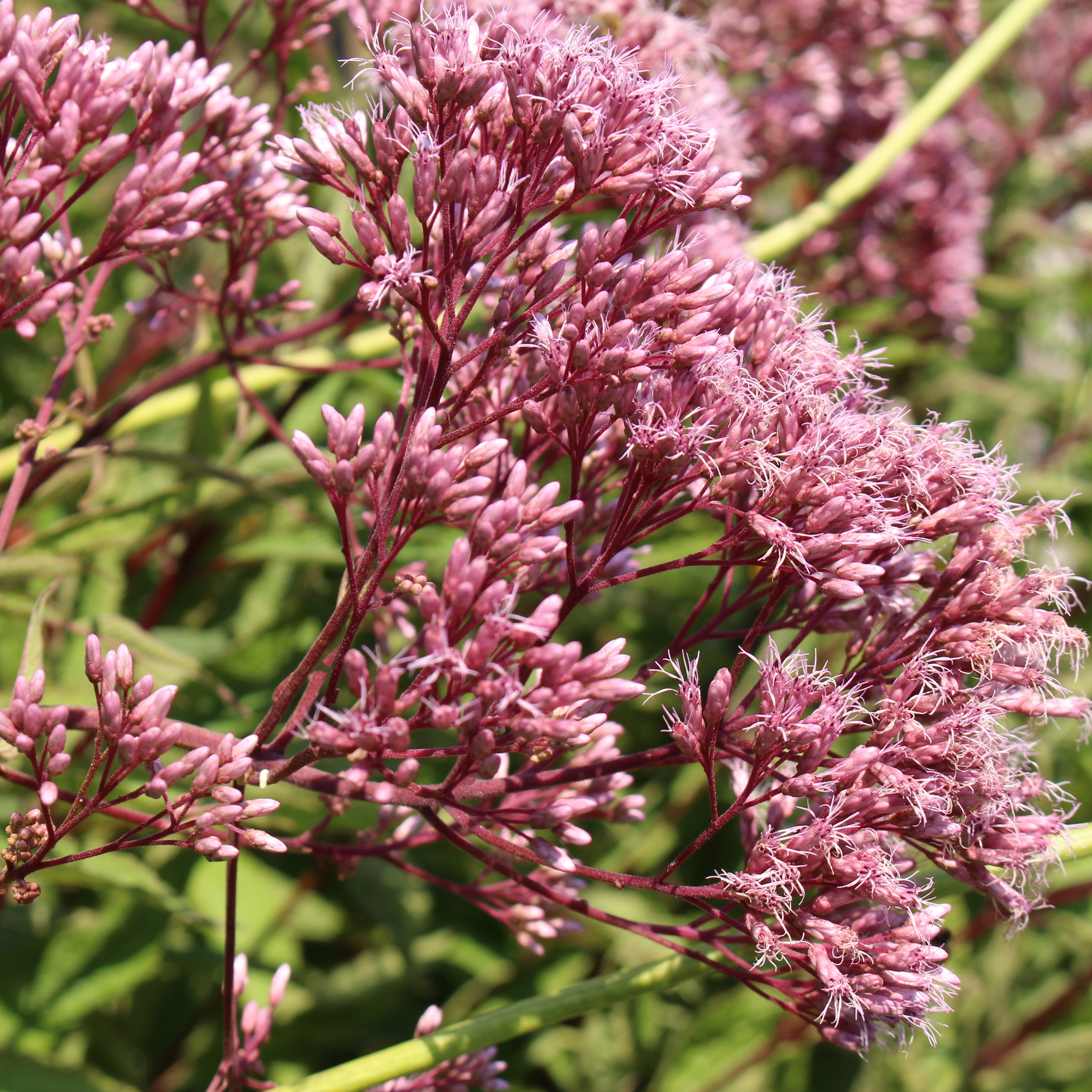 Buske Omnia Garden Ölandstok Pink Beauty