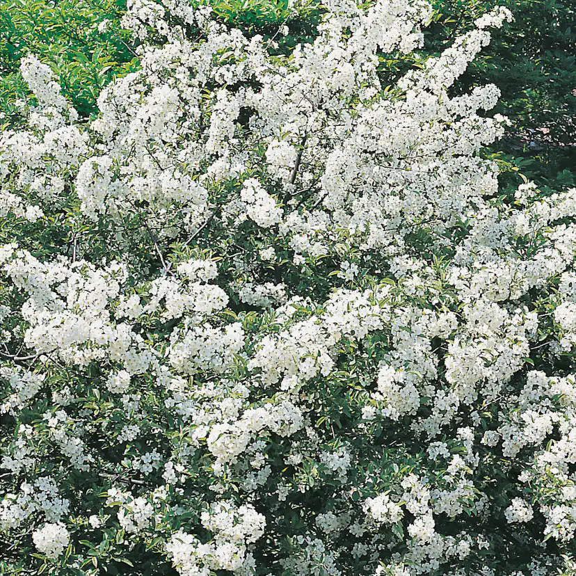 Häck Omnia Garden Bukettapel