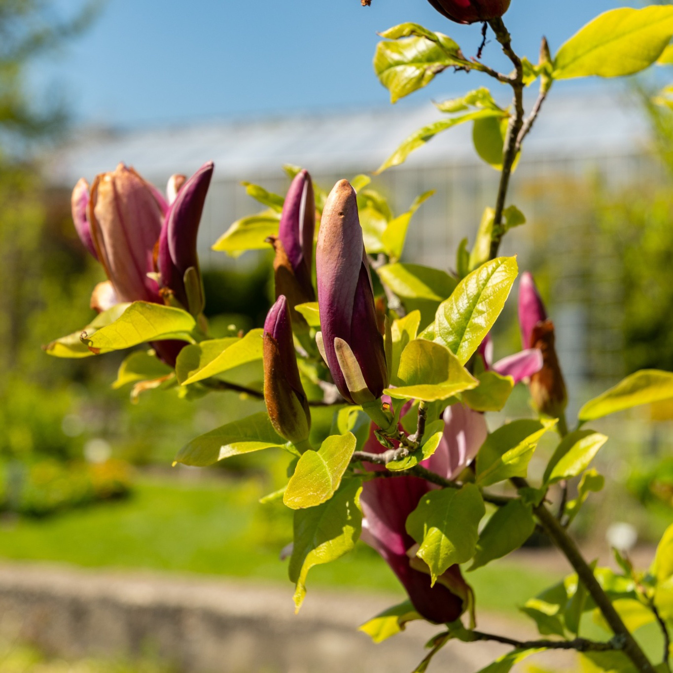 Prydnadsbuske Omnia Garden Liljemagnolia Nigra 60-80 cm