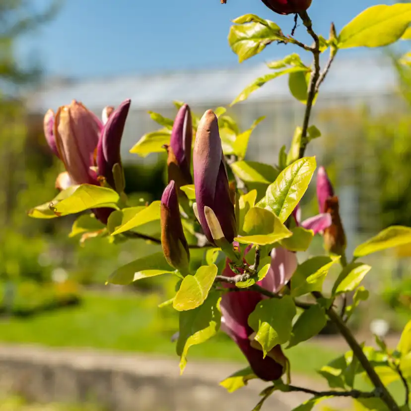 Prydnadsbuske Omnia Garden Liljemagnolia Nigra 60-80 cm