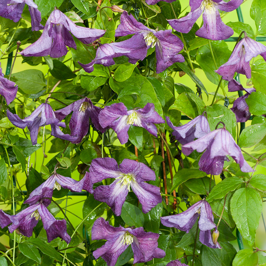 Klätterväxt Blåviolett Italiensk Klematis Omnia Garden 40-60 cm