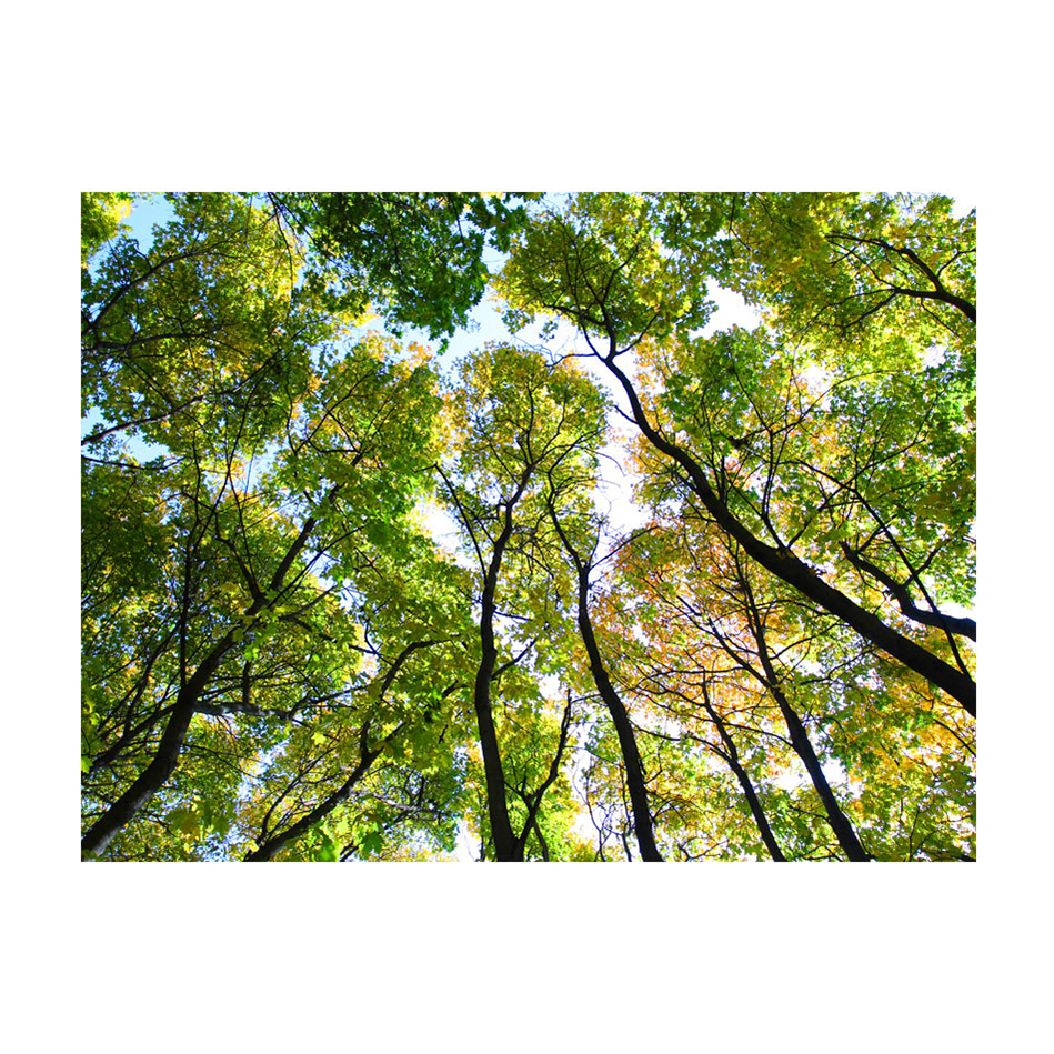 Looking up at the trees 250x193 Storlek: 250x193 cm