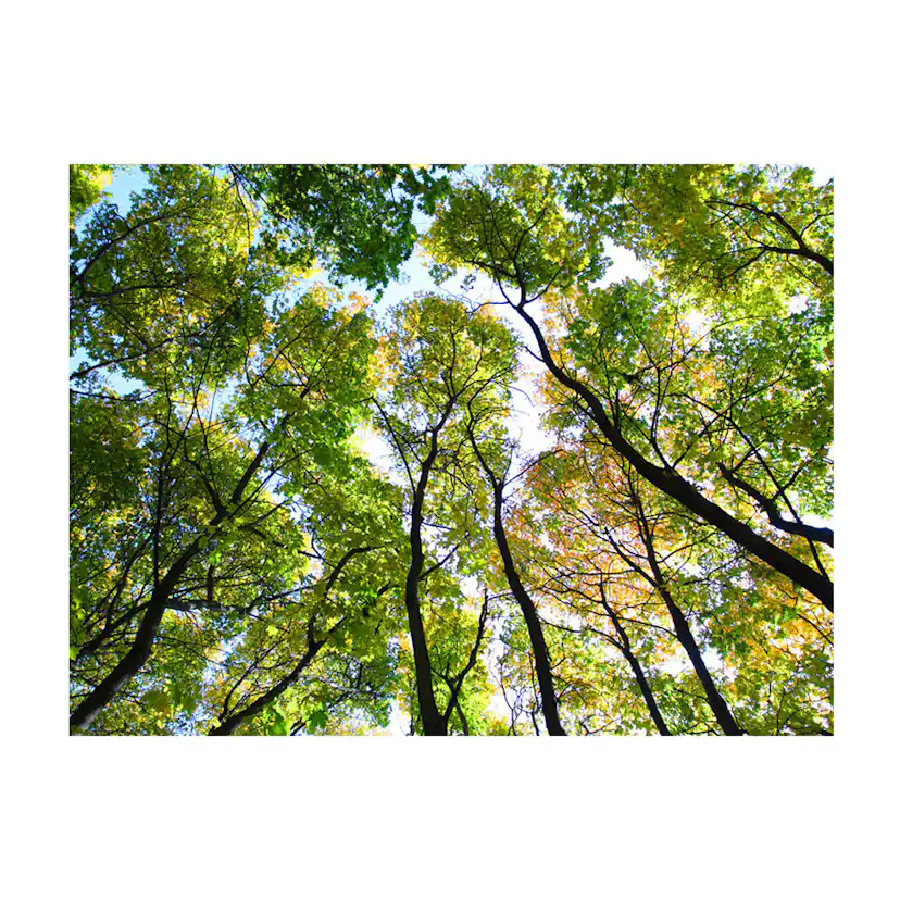 Looking up at the trees 250x193 Storlek: 250x193 cm