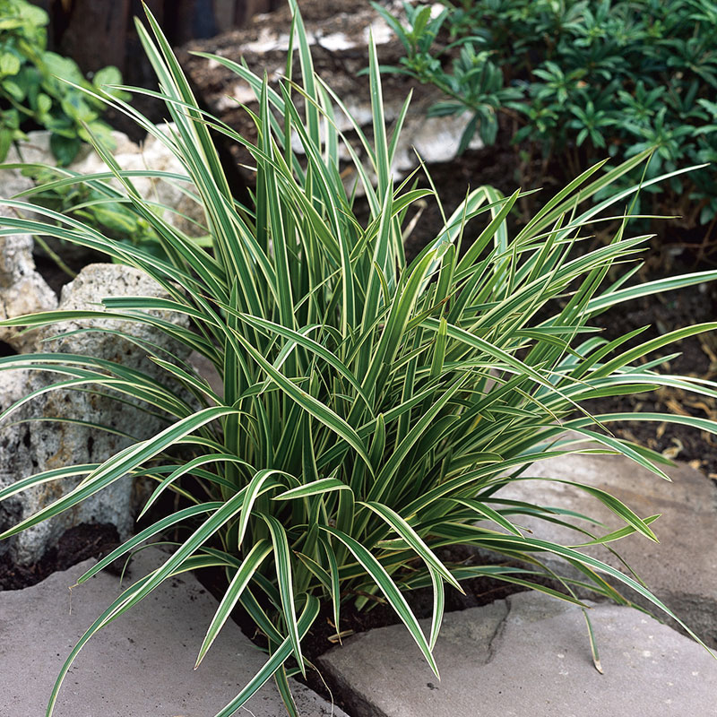 Prydnadsgräs Omnia Garden Japansk Starr Ice Dance