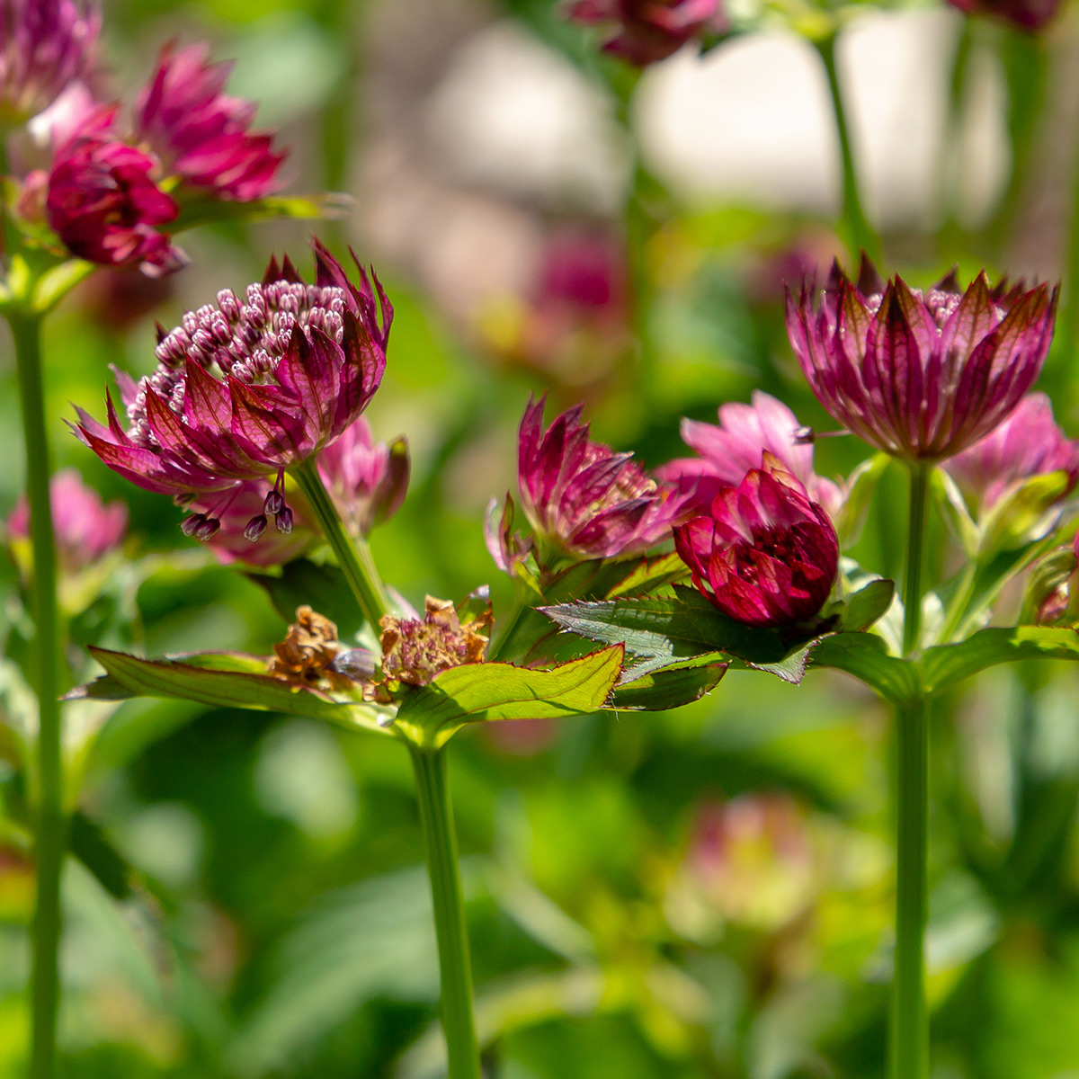 Prydnadsperenn Omnia Garden Stjärnflocka Venice