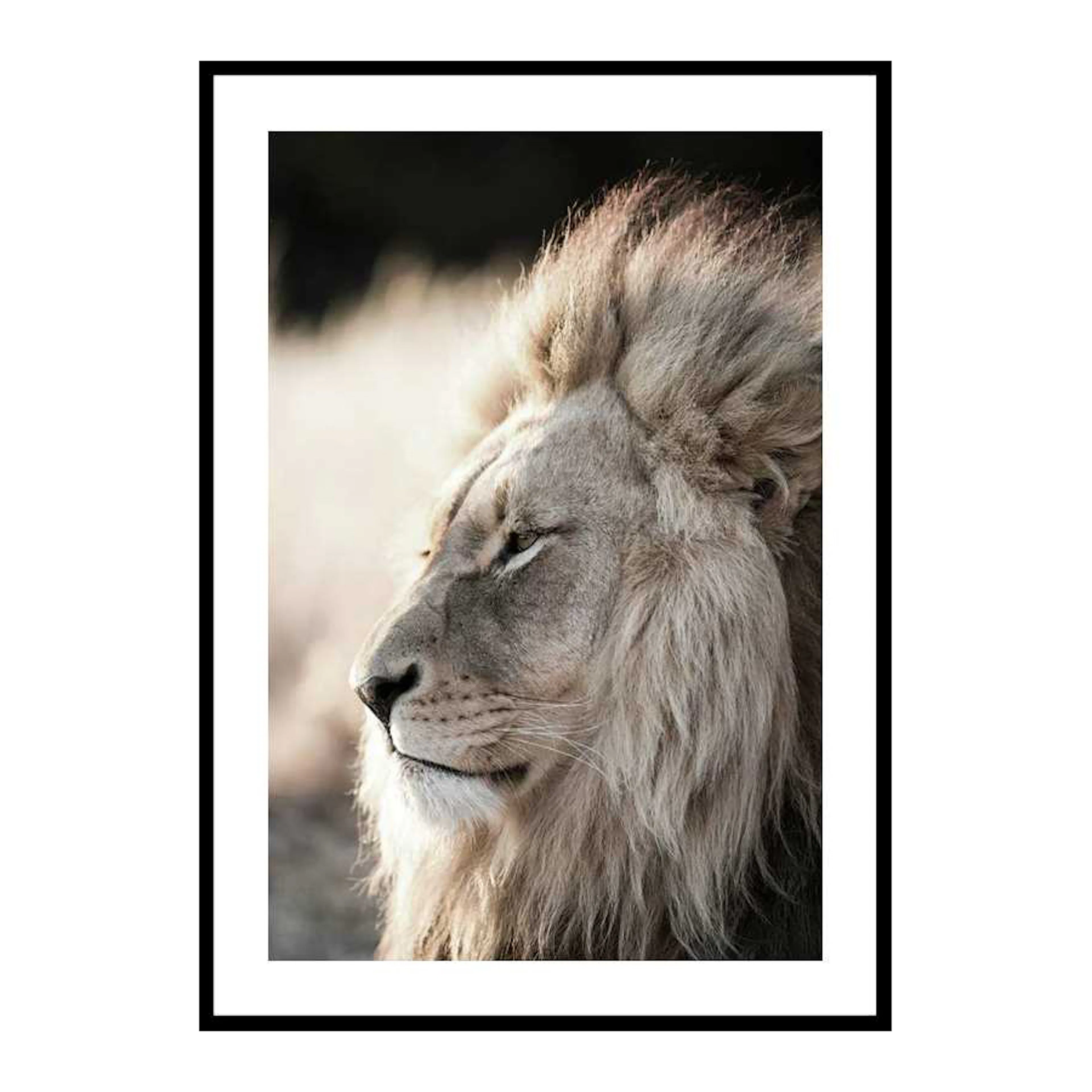 Male African Lion 30x40 cm