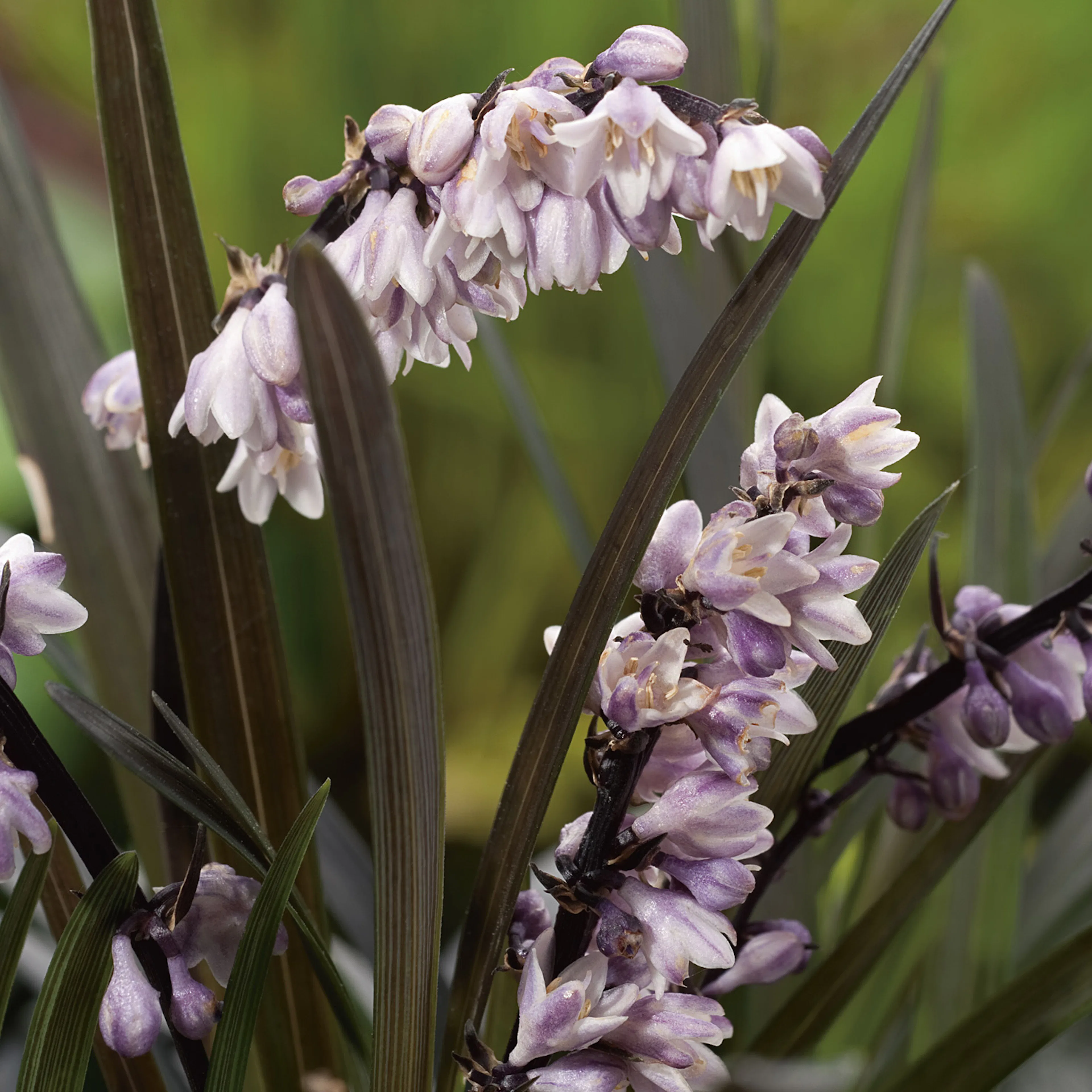 Perenn Omnia Garden Mörkt Ormskägg Niger