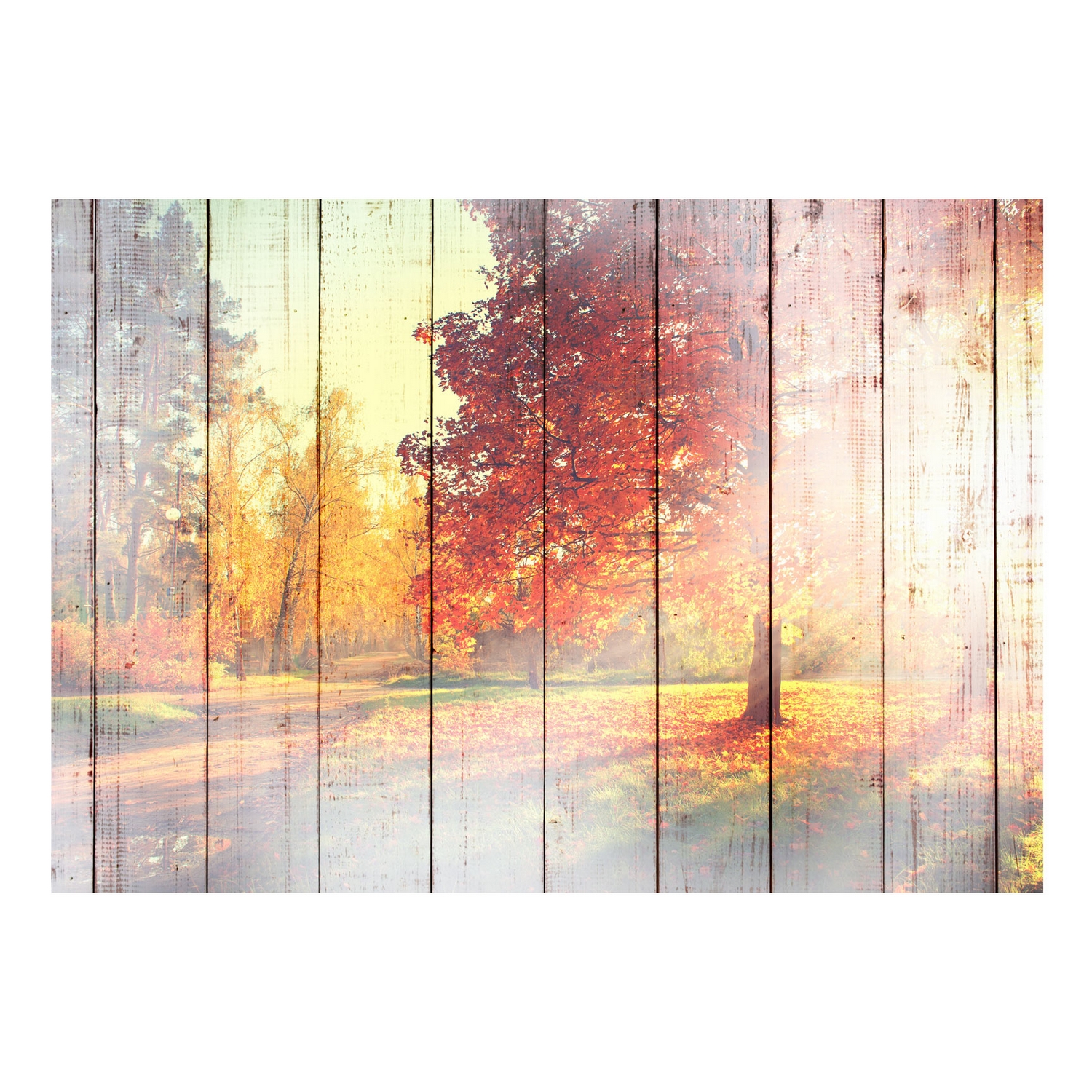 Fototapet Arkiio Självhäftande Autumn Sun