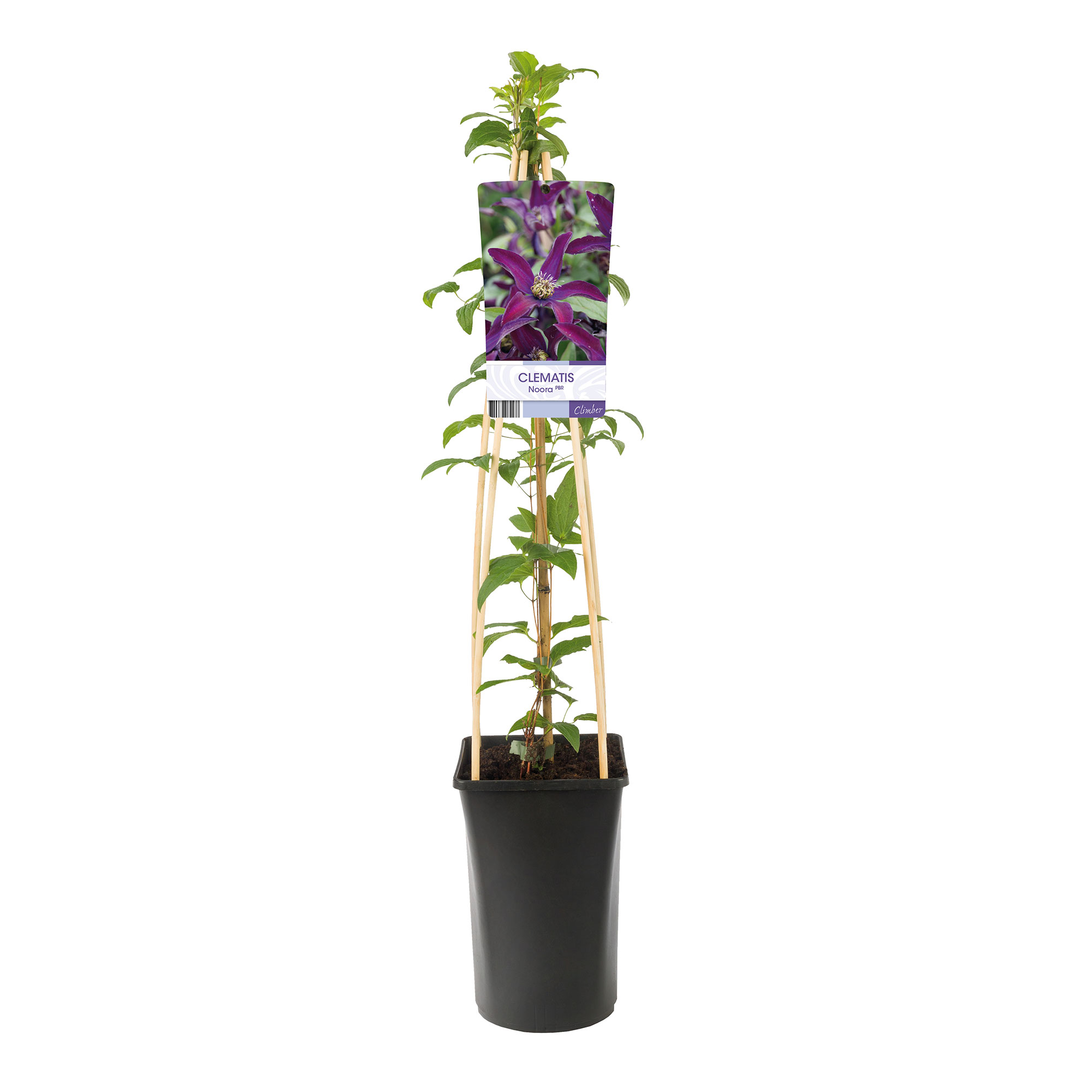 Klätterväxt Klematis Omnia Garden Noora 40-60 cm