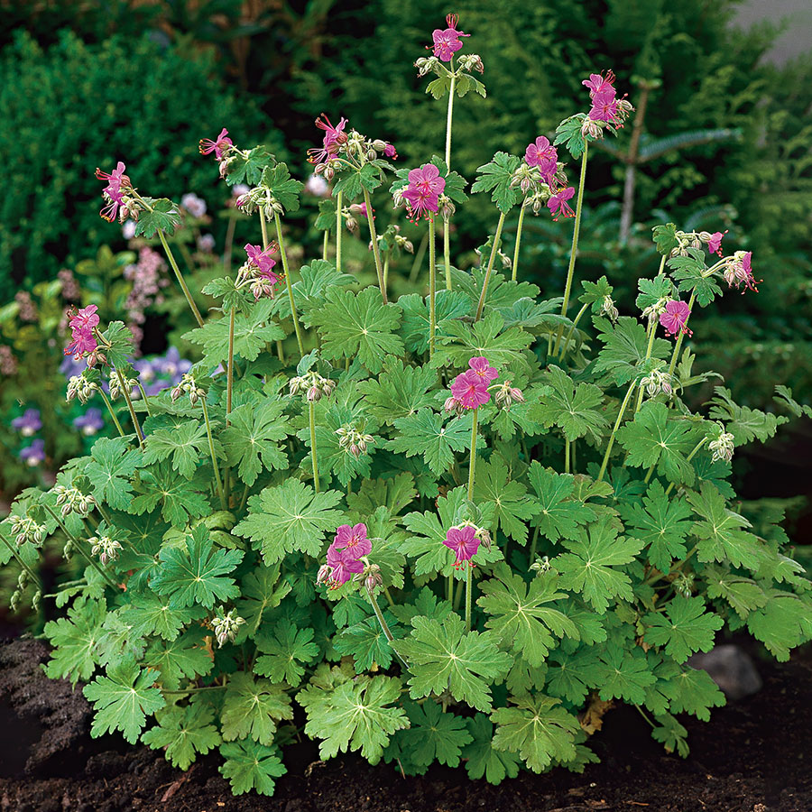Rabattblomma Omnia Garden Flocknäva