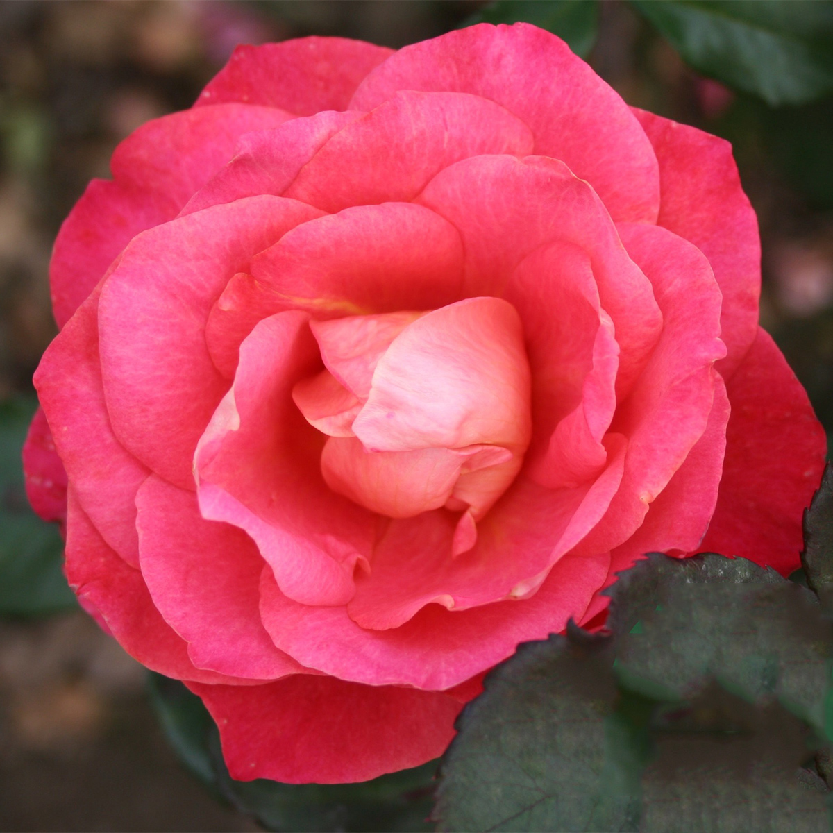 Storblommig Rabattros Omnia Garden Thor Heyerdahl