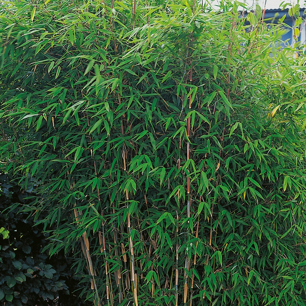 Bergbambu Omnia Garden Dino 50-60 cm