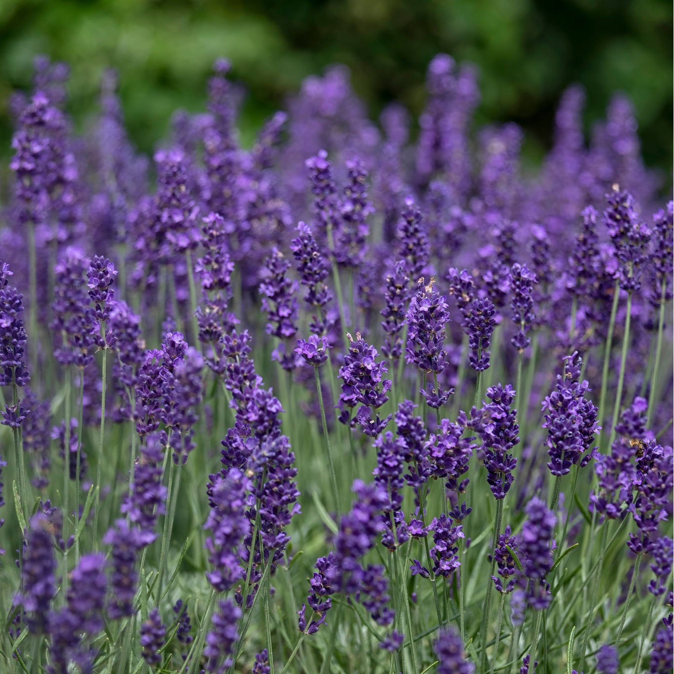 Perenn Omnia Garden Perennpaket Sommarkänsla