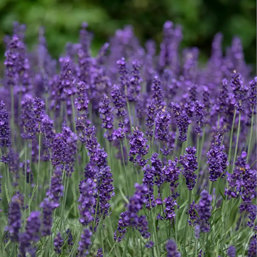 Perenn Omnia Garden Perennpaket Sommarkänsla