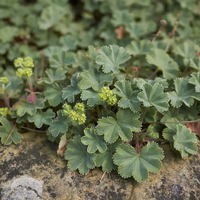 Daggkåpa Omnia Garden Rödskaftig