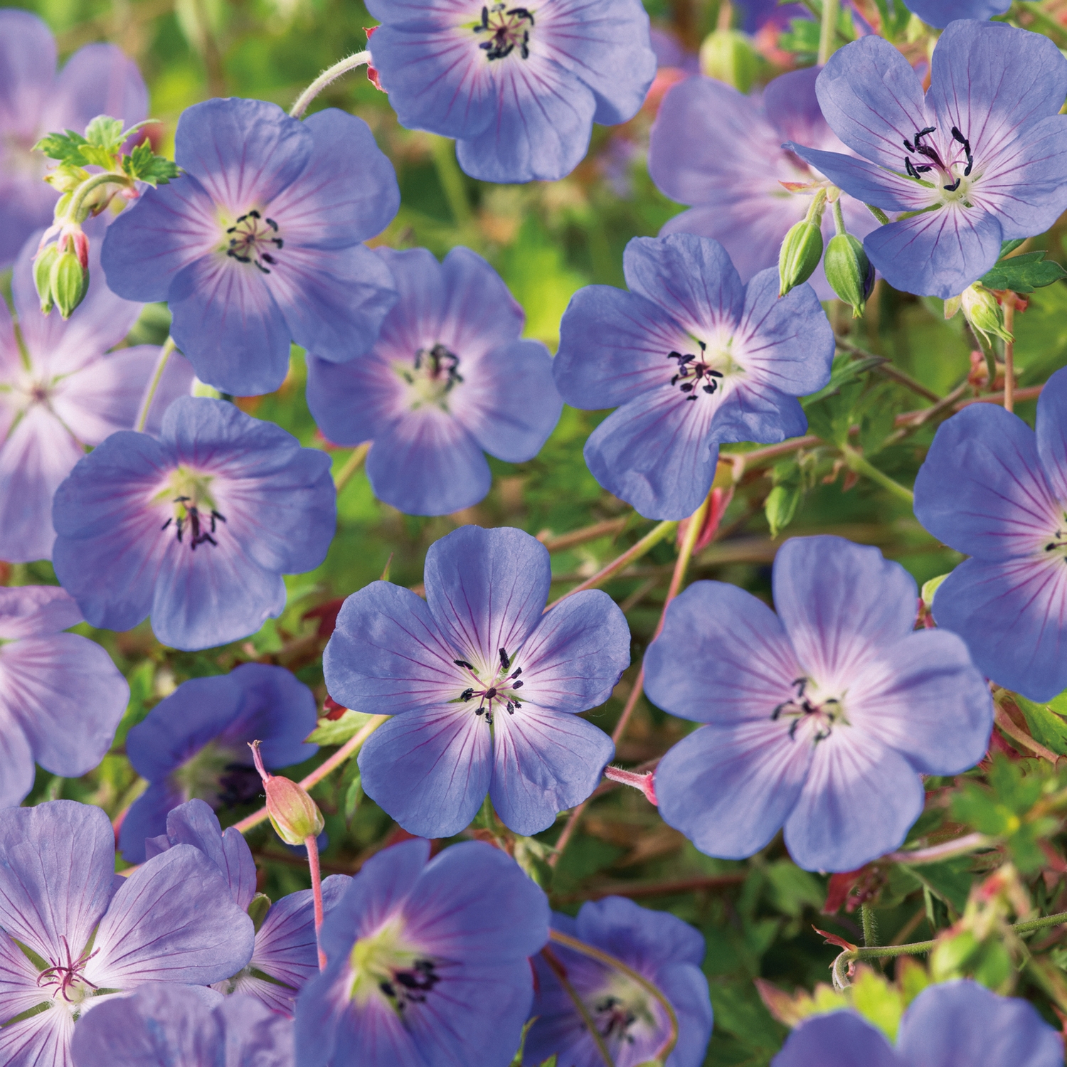 Trädgårdsnäva Omnia Garden Rozanne