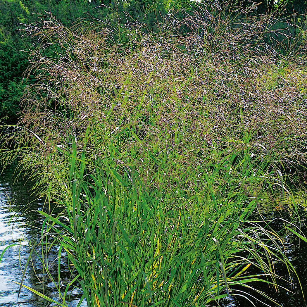 Prydnadsgräs Omnia Garden Jungfruhirs Squaw