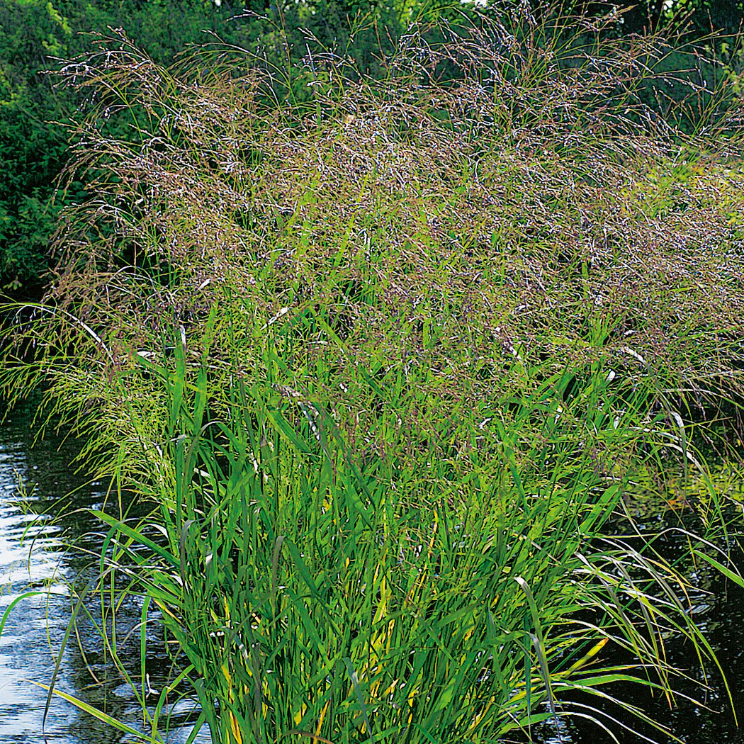 Prydnadsgräs Omnia Garden Jungfruhirs Squaw