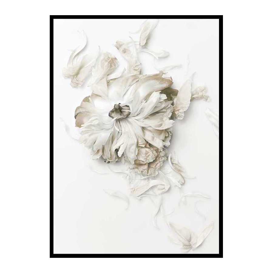 Poster Gallerix Peony Petals No1