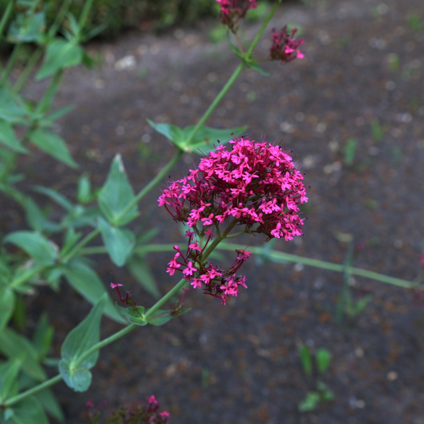 Perenn Omnia Garden Centranthus Ruber Coccineus