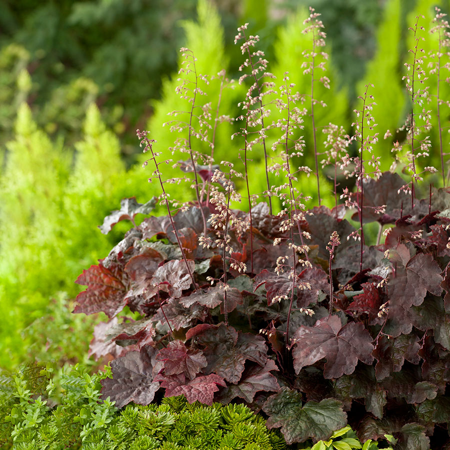 Perenn Omnia Garden Lönnalunrot Palace Purple
