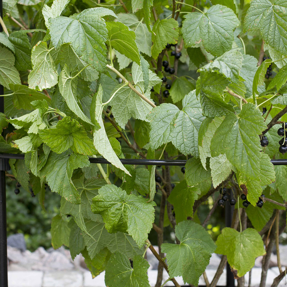 Buskstöd Flexigarden Delta