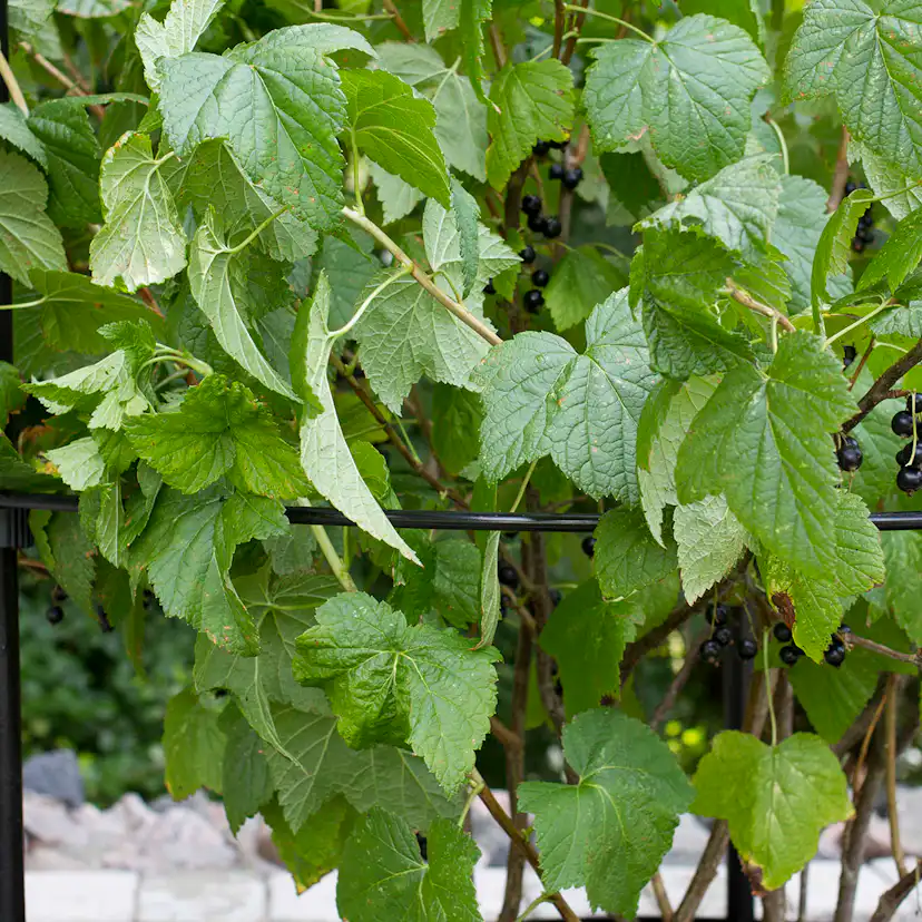 Buskstöd Flexigarden Delta