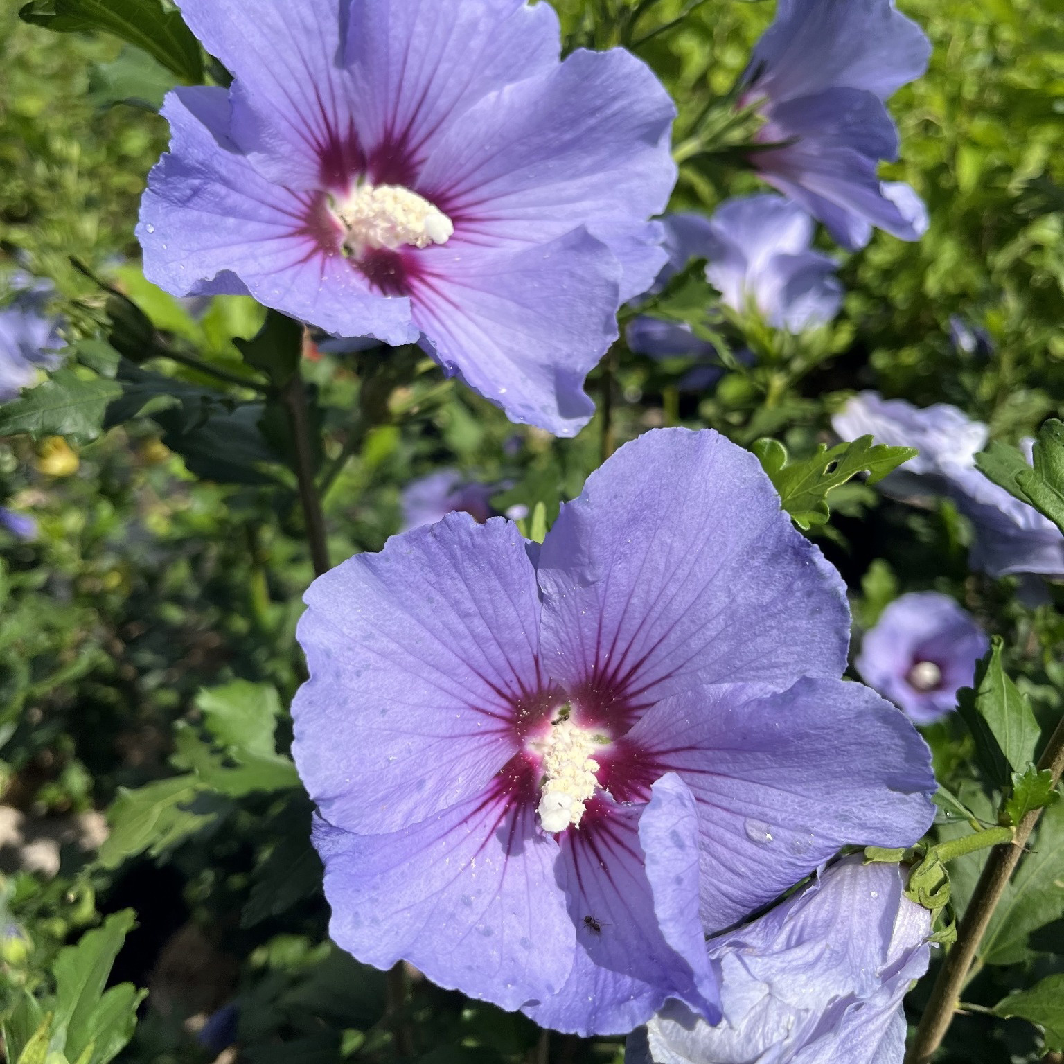 Prydnadsbuske Omnia Garden Frilandshibiskus Marina 70-80cm