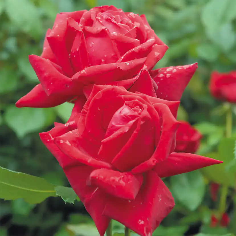 Storblommig Rabattros Omnia Garden Isabella Rossellini
