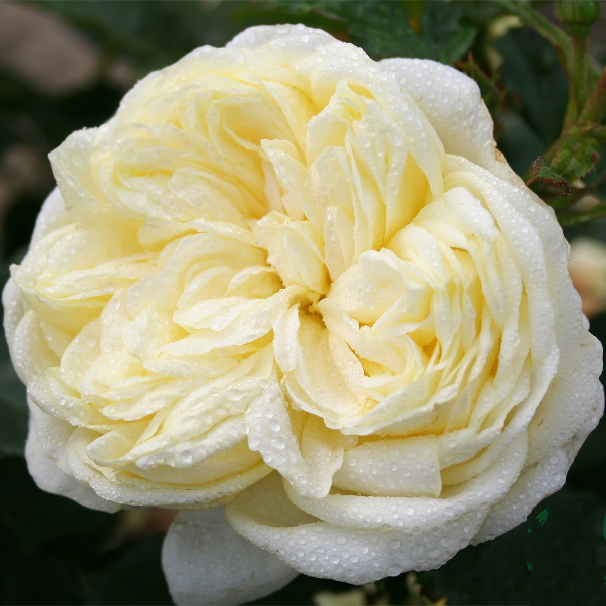 Flerblommig Rabattros Omnia Garden Kronprinsesse Mary